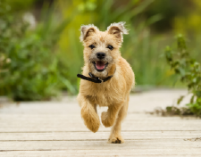 Ima-2-Pet-Ma Perrito corriendo, Imagen de Fondo Petma.