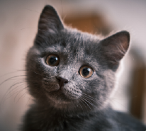 Gato mirando a camara pequeño, Imagen de Fondo Petma.