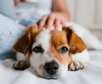 Perro siendo acariciado, imagen de Fondo Petma.