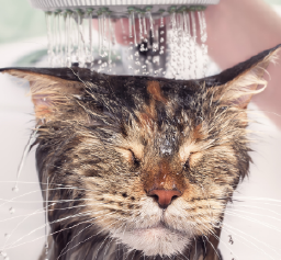 Gato siendo bañado, Imagen de Fondo Petma.