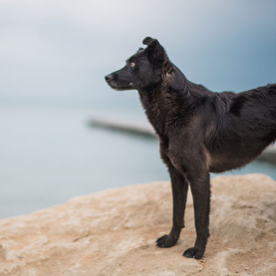 dog-walker-25 Perro mirando al horizonte.
